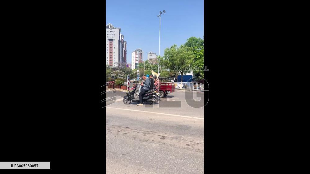 China: Dog Rides Perched on Scooter Riders’ Shoulders at Red Light in Yunnan