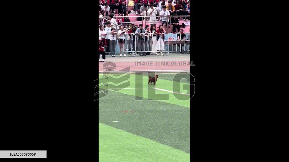 China: Dog Runs 3,000-Meter Race Alongside Competitor in Inner Mongolia