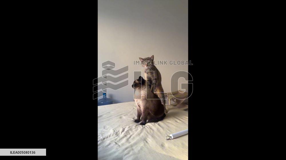 China: Tabby Cat Gives Siamese Cat a “Massage” in Heilongjiang