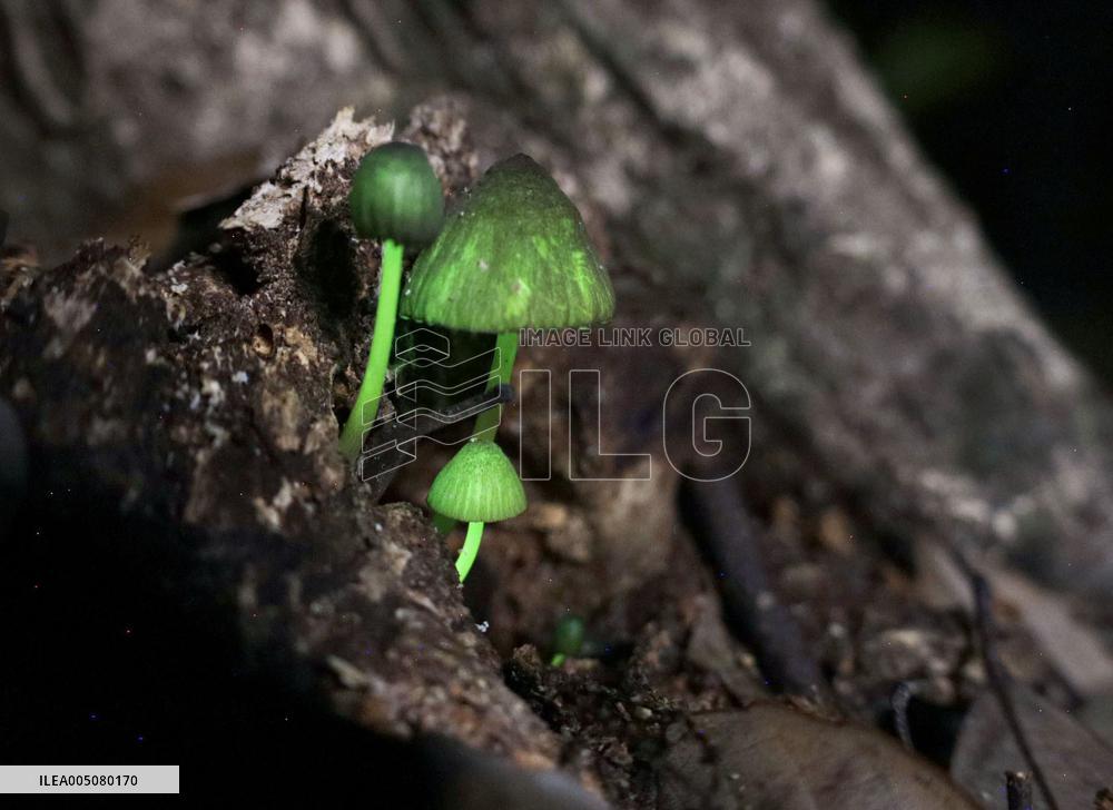 Glowing mushrooms in western Japan