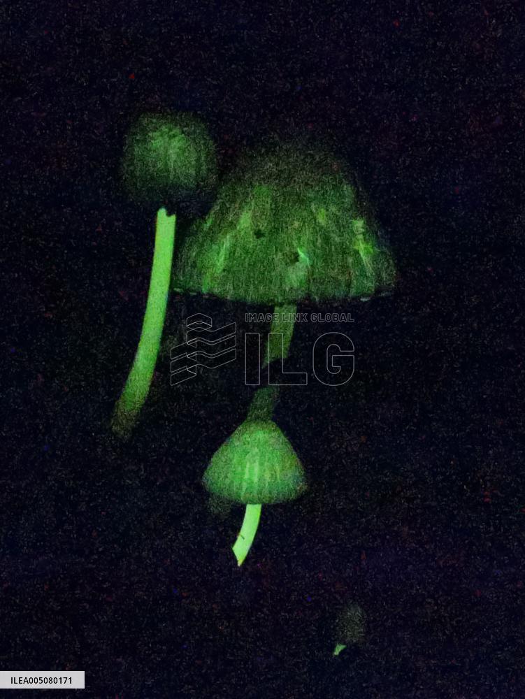Glowing mushrooms in western Japan
