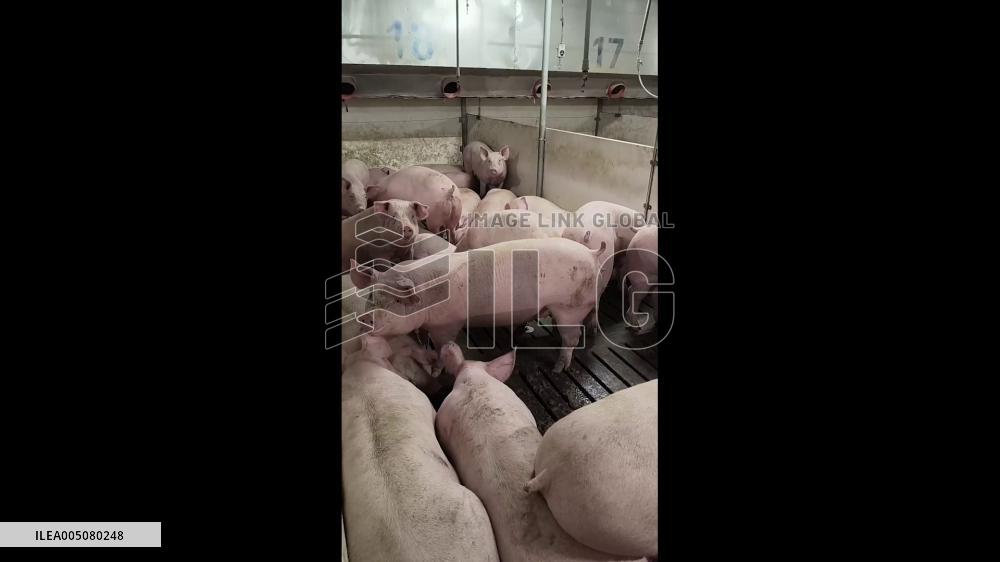 China: Pig Squeezes Through Herd to Answer Owner’s Call at Farm in Hebei
