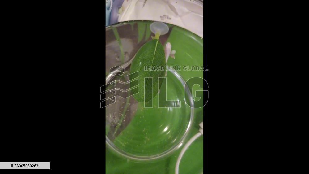 China: Pet Fish Tucks Itself Into Favorite Leaf Bed in Hebei