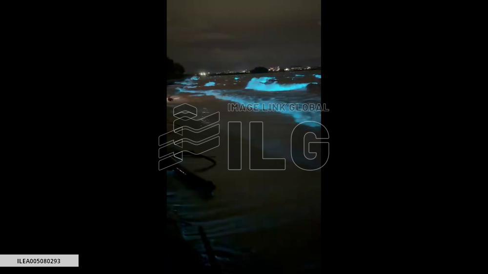 Japan: Noctiluca Lights Up Aichi Coastline in Glowing Blue After Red Tide