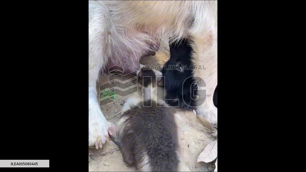 China: Duckling Raised With Puppies Nurses From Mother Dog in Guangxi