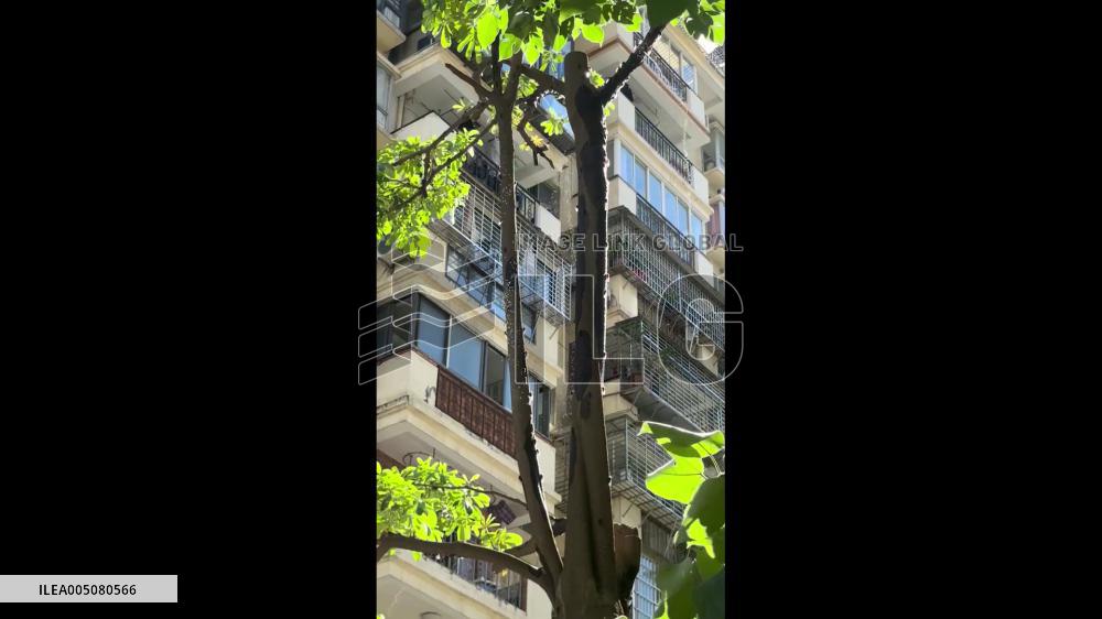 China: Cicadas Spray Liquid From Trees Like Rain in Fujian