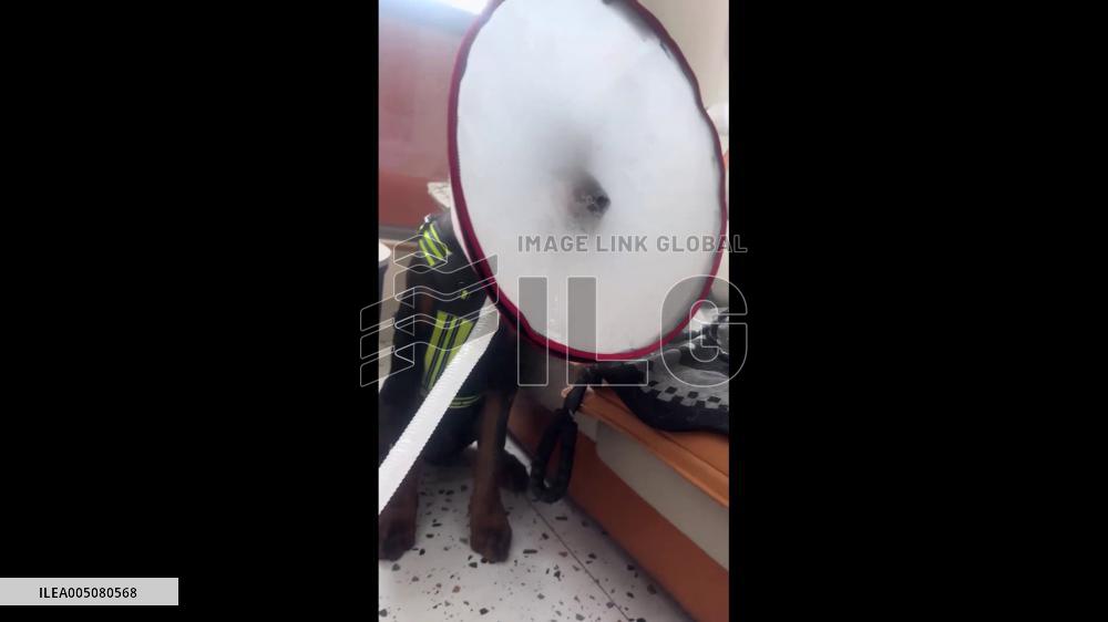 China: Homemade Nebulizer Hood Helps Sick Dog Breathe in Liaoning
