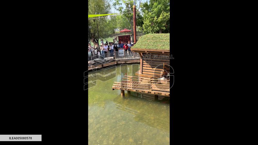China: Diving Piglets Steal the Show at Qinhuangdao Scenic Attraction