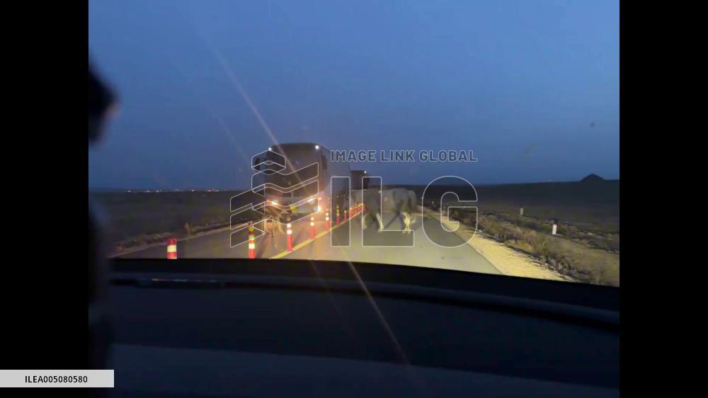 China: Bus Driver Pushes Stubborn Foal Off Highway in Inner Mongolia