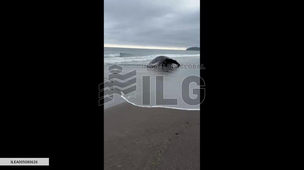 Japan: Decomposing Whale Carcass Discovered on Hokkaido Coastline