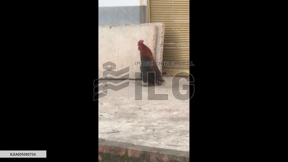 China: Strutting Rooster Steals the Show With Its Confident Walk in Chongqing