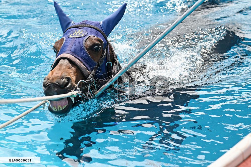 Rehabilitation of injured racing horses
