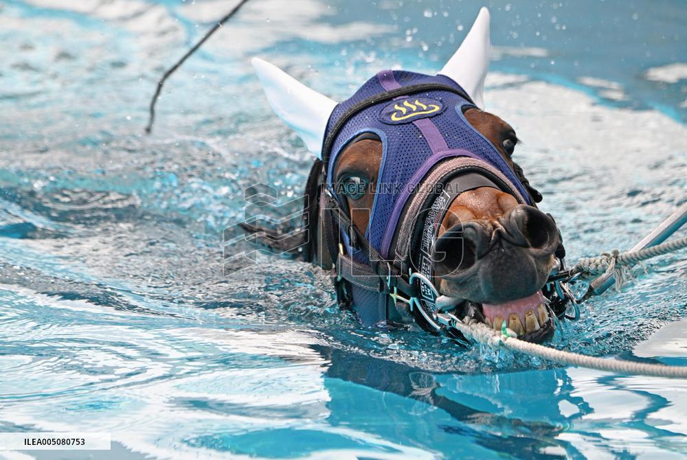Rehabilitation of injured racing horses