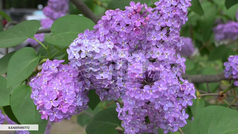 [Breaking News]Lilac festival in Sapporo