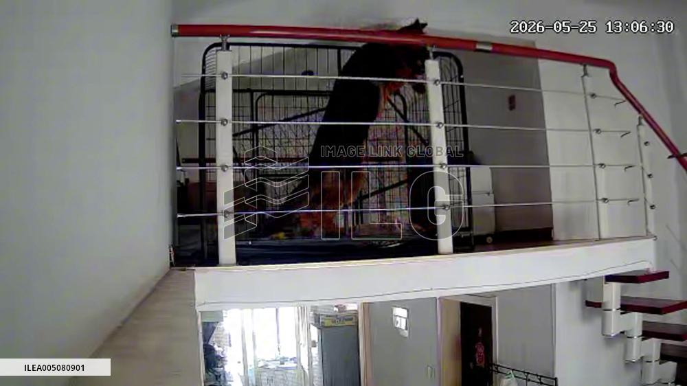 China: Dog’s Daring Cage Escape Goes Wrong as It Tumbles Headfirst Downstairs