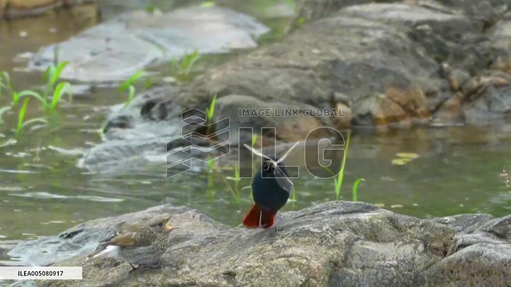 China: Parent Redstart Uses Food to Coax Chick Into Its First Flight in Zhejiang