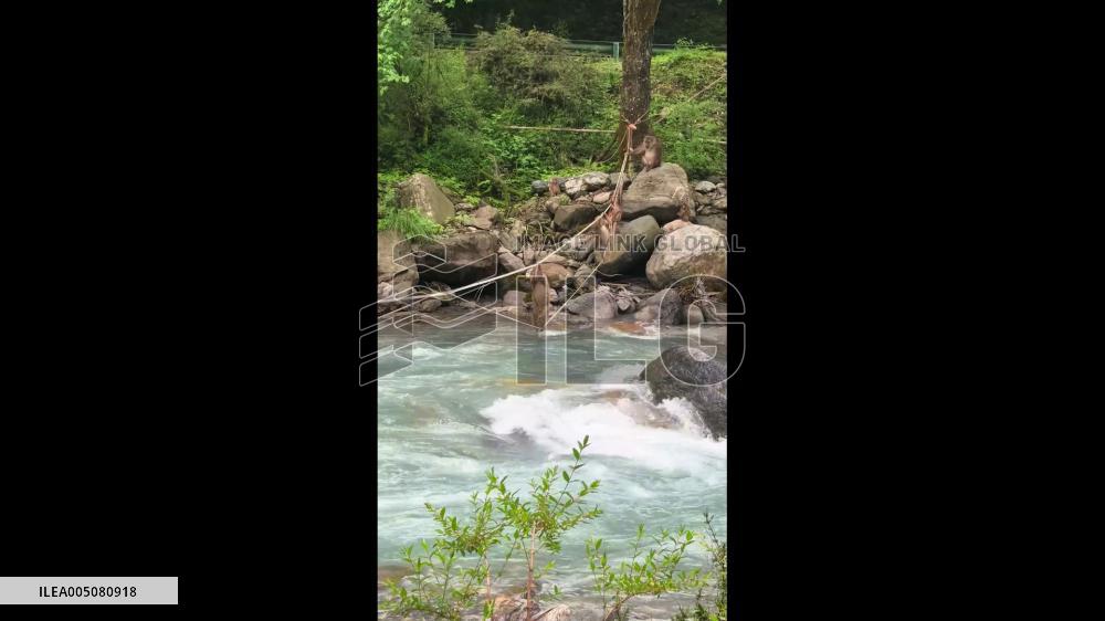 China: One Monkey Falls Into River as Group Attempts Rope Crossing in Sichuan