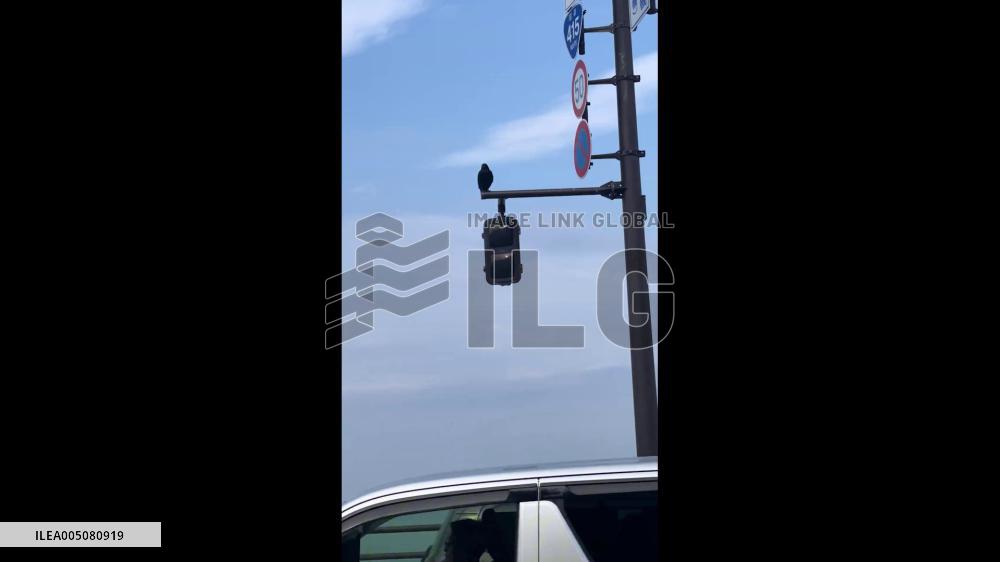 Japan: Clever Crows Use Passing Truck to Crack Open Walnut on Road