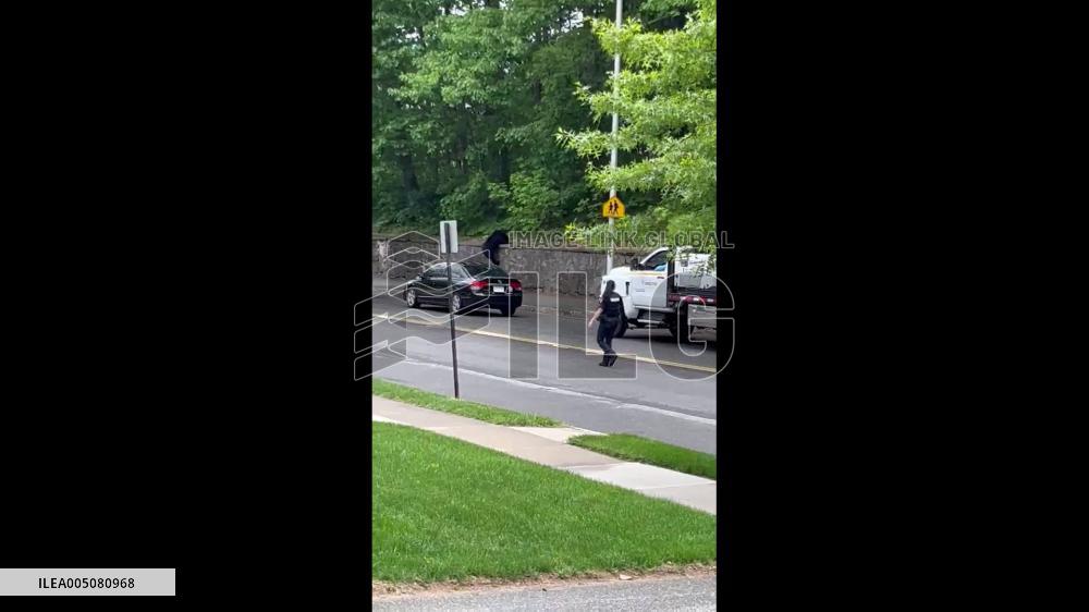 US: Black Bear Spotted Near Doherty High School in Worcester, Massachusetts