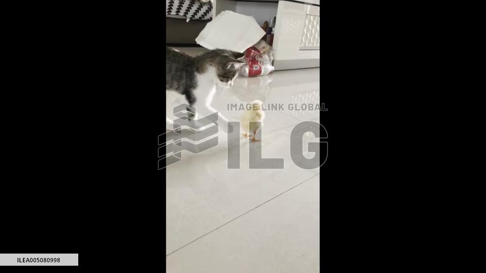 China: Tiny Kitten Hops Around Fluffy Chick in Cute Encounter in Shanxi