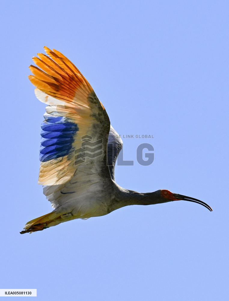 Crested ibises released into wild on Japan's main island