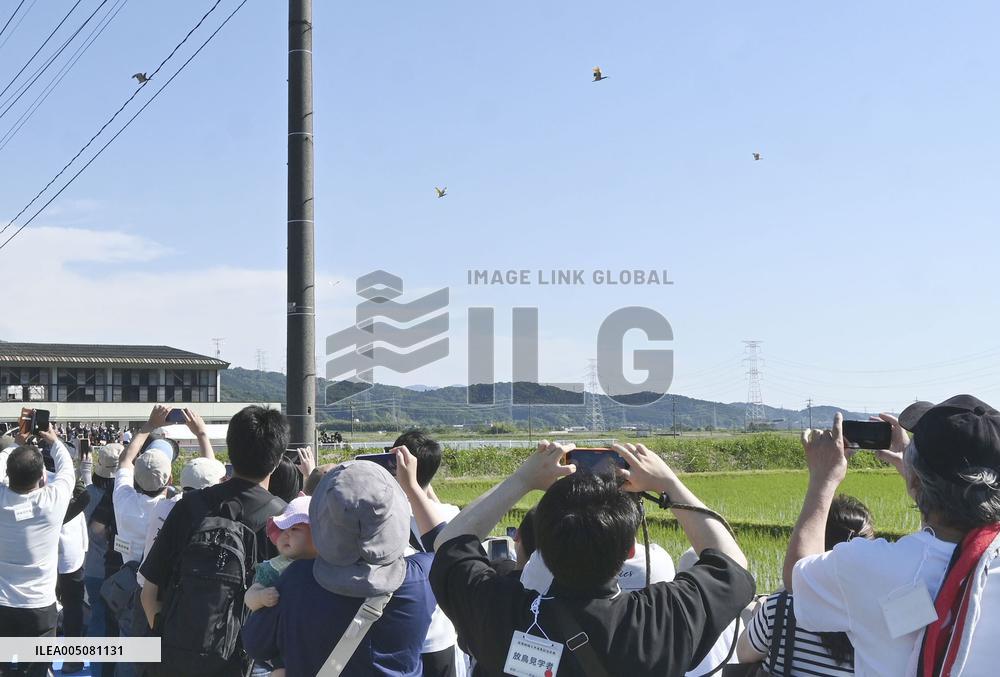 Crested ibises released into wild on Japan's main island
