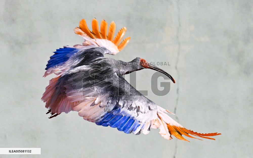 Crested ibises released into wild on Japan's main island
