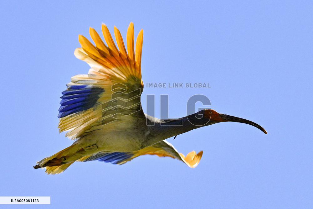Crested ibises released into wild on Japan's main island