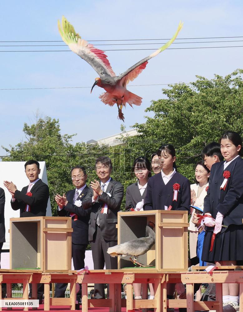 Crested ibises released into wild on Japan's main island