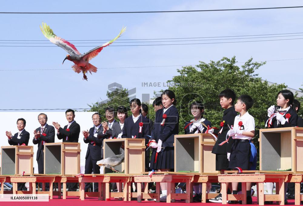 Crested ibises released into wild on Japan's main island