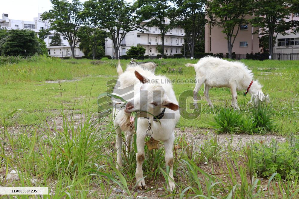 Weed-eating goats on college campus