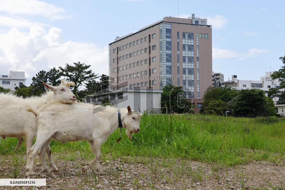 Weed-eating goats on college campus