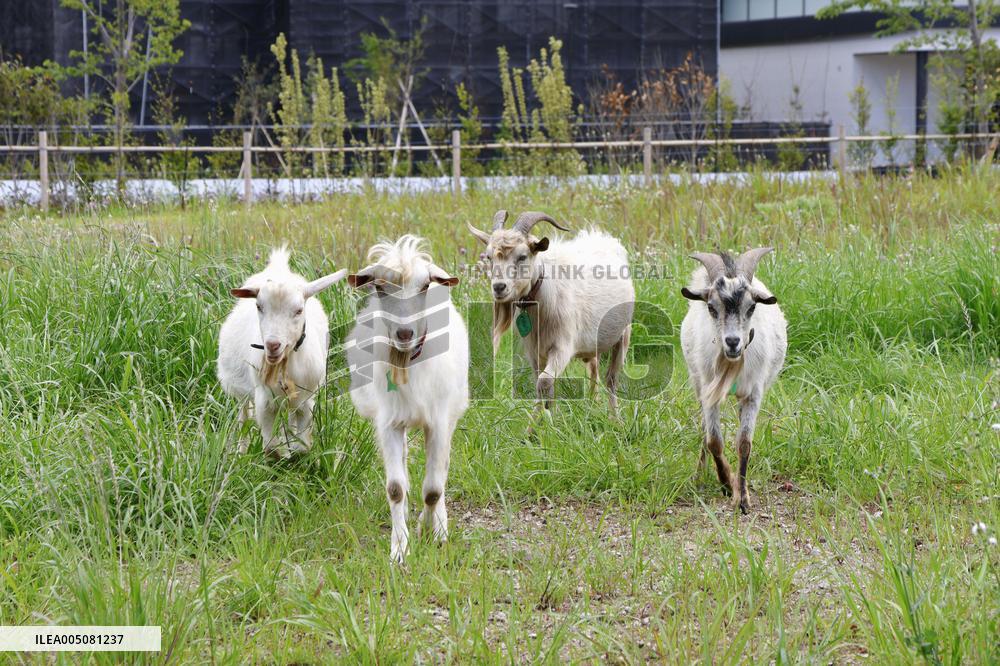 Weed-eating goats on college campus