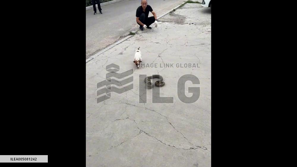 China: Dog Bites and Battles Snake in Tense Roadside Standoff in Shanxi