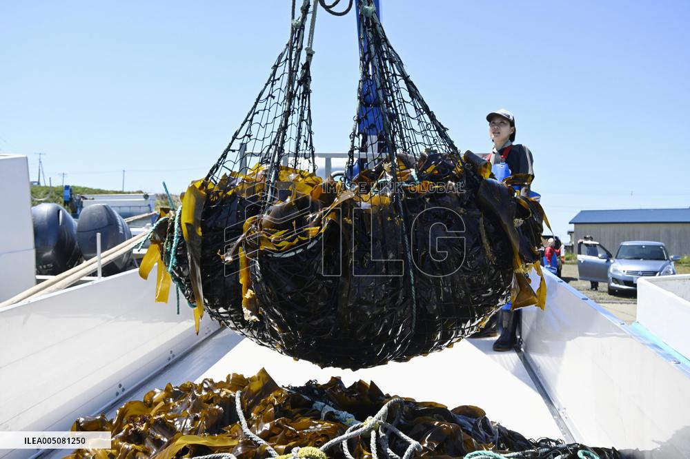 Kelp harvesting season begins in Hokkaido