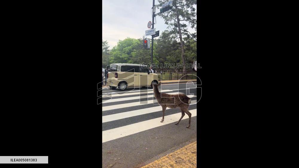 Japan: Deer Calmly Crosses Road at Zebra Crossing Alongside Pedestrians in Nara