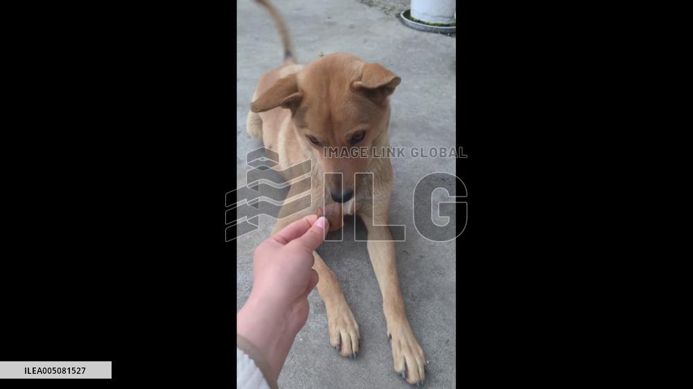 China: Dog Refuses Food From Owner’s Hand