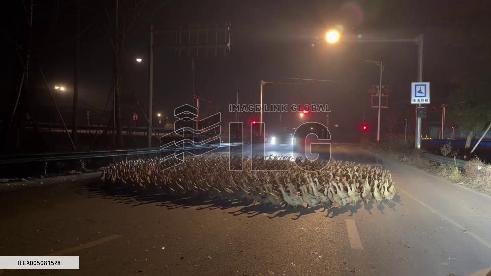 China: Hundreds of Ducks Spin in Formation on Darkened Roadway