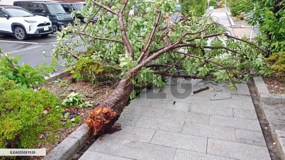 Japan: Typhoon Jangmi’s Violent Winds Bring Down Trees in Their Path 5