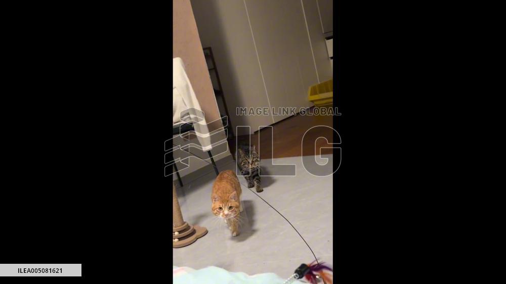 China: Two Cats March in Unison Guided by Owner’s Feather Duster