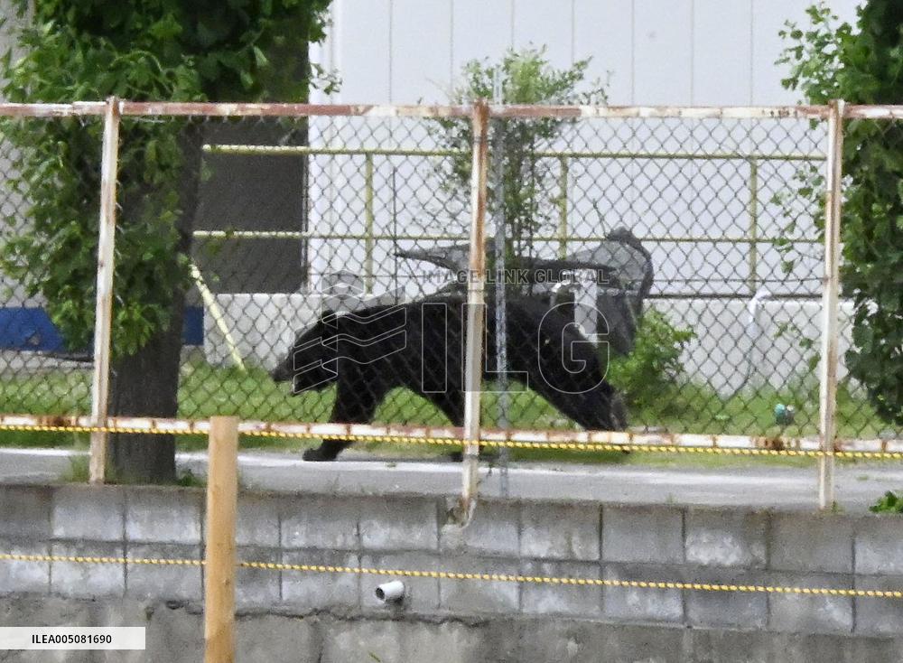 Asian black bear sighted in Fukushima