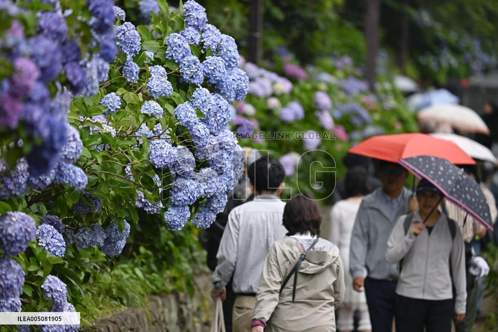 Hydrangea flowers in Tokyo
