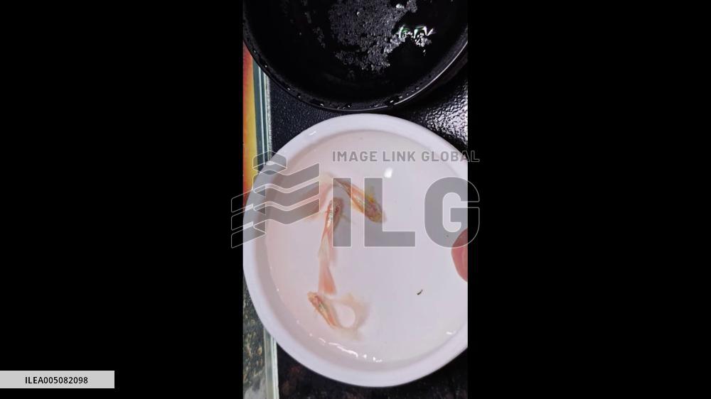 China: Guppies Change Color After Being Transferred to Black Basin in Guangxi
