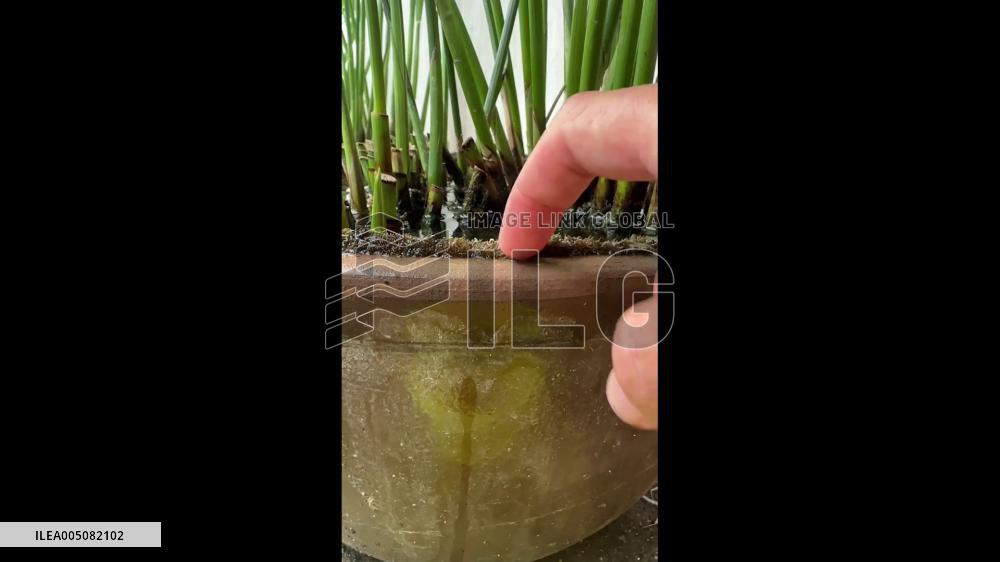 China: Tame Eel Responds to Owner’s Tank Tap in Guangxi