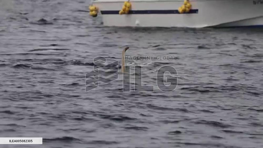 Japan: White Killer Whale Filmed off Rausu, Hokkaido in Rare Encounter