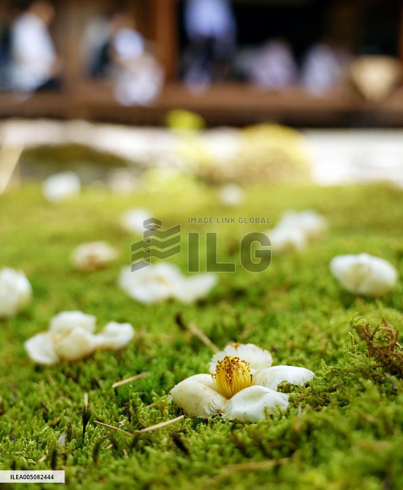 Japanese stewartia at Kyoto temple
