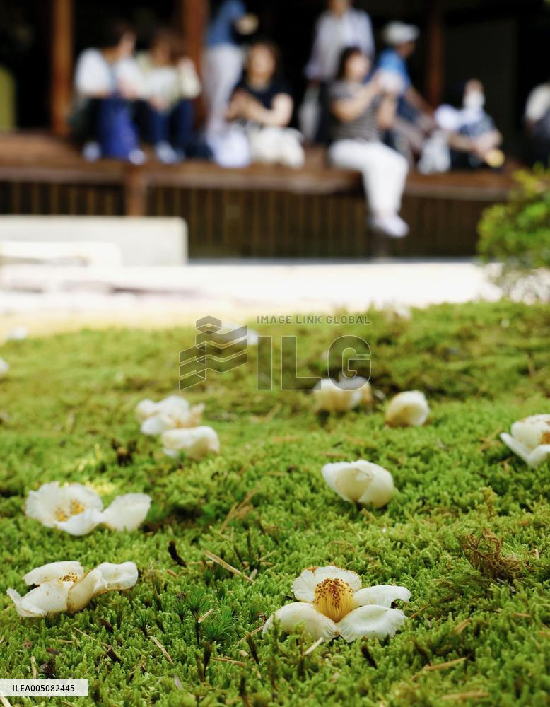Japanese stewartia at Kyoto temple