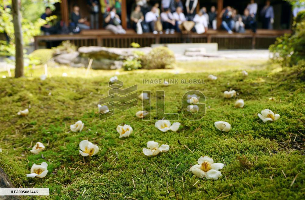 Japanese stewartia at Kyoto temple