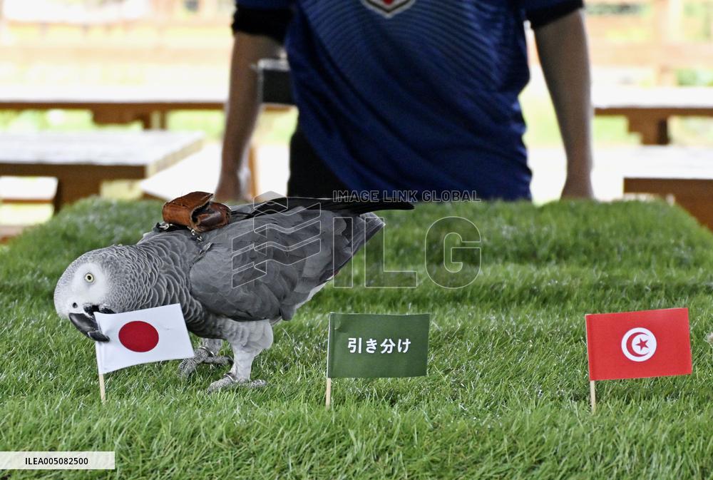 Football: 2026 World Cup