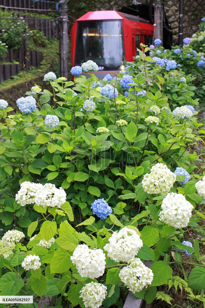 Hydrangea flowers in Hakone